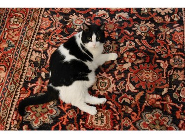 Peter Loorits' cat Milton rests on a silk carpet in the bedroom of his Westmount apartment.