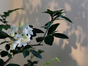 A fragrant jasmine plant in Peter Loorits's apartment.