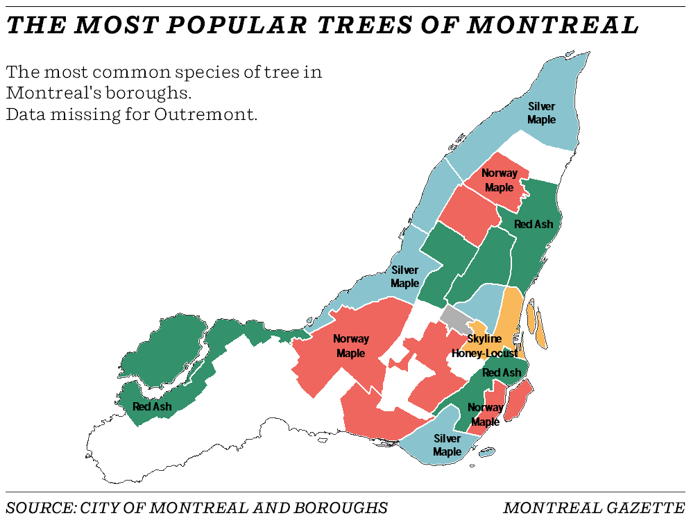 most_popular_trees
