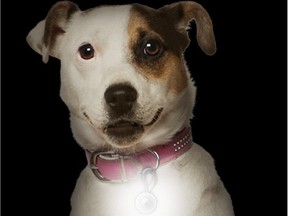 Four-legged friends who run with their master can use Pet Lit ($5.99) to light them up.