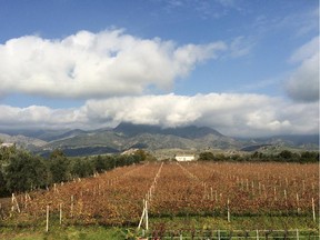 The volcanic soils of Sicily's Mount Etna are the secret ingredient in producing unique and profoundly interesting red and white wines.