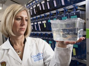 University of Calgary researcher Deborah Kurrasch holds a container with several zebrafish she uses in her research, Jan. 12, 2015. She has found that low levels of the chemicals BPA and BPS cause hyperactivity in the fish.