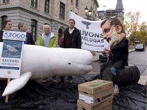 People demonstrate to save the belugas and stop the TransCanada Cacouna pipeline terminal project, outside the cabinet meeting, Wednesday, September 24, 2014 at the legislature in Quebec City. Christian Simard of Nature Quebec, right, Pierre Beland, scientific director of the INESL and Patrick Bonin of Greenpeace, left, stand behind a prop beluga.