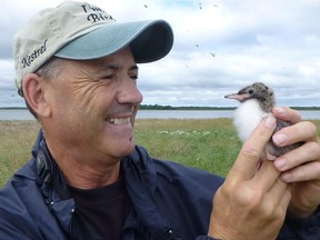 David Bird of McGill University in 2012 with a baby common tern, a bird that he and his graduate student were studying with the use of a drone.