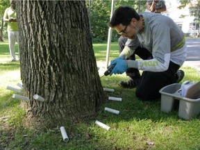 Forestry engineer Bruno Chicoine drills a hold in an ash tree in Centennial park in Beaconsfield in August 2014 to facilitate application of an insecticide called TreeAzin. City officials and reps from Tree Canada, which is donating the insecticide, demonstrated how they will be treating the City&#039;s ash trees against the emerald ash borer.
