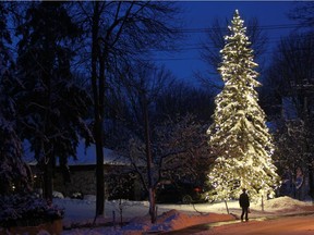 A man walks by a tree on Waverley Ave. in Pointe-Claire that lights up the night.