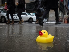 A plastic yellow bath duck placed by the photographer, Dario Ayala, on Ste-Catherine Street and Metcalfe Street in downtown Montreal on Jan. 19, 2015.