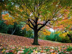 Leaves cover the ground under a tree at Mount-Royal park.