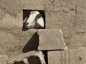 A goat looks through a hole in the wall in the village of Caykara, Turkey, on the Turkey-Syria border, just across from Kobani, Tuesday Nov. 11, 2014.