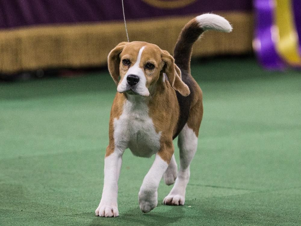 Beagle best sale show quality