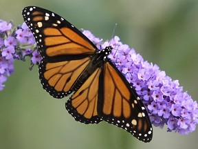Lydia Benhama, a nature interpreter at the Insectarium of Montreal, will give a presentation on how your garden can attract and protect the monarch butterfly and other species of pollinators at the West End Horticultural Society's annual general meeting on Wednesday.