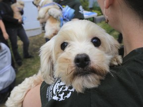 A dog awaits veterinary triage after being rescued from a Quebec puppy mill in 2014.