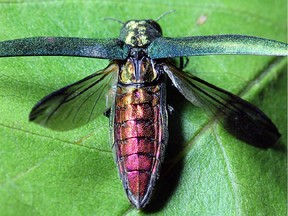 Handout photo of the emerald ash borer beetle.