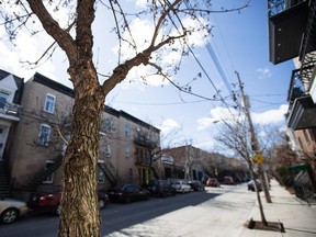 An ash tree on De Bullion St. in Montreal.