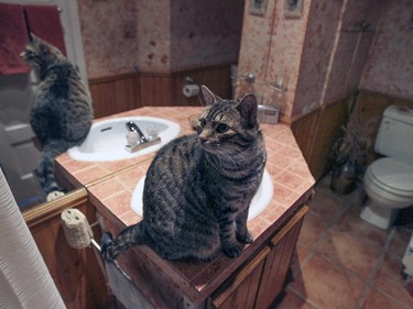 Simba on the vanity in Raymonde Letourneau's bathroom in her Outremont condo.