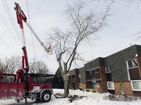 Workers cut trees behind the Sunnybrooke Village condominiums in Dollard des Ormeaux, west of Montreal Tuesday February 17, 2015.  Dozens of trees were being cut down by Hydro Quebec because they are too close to hydro lines.