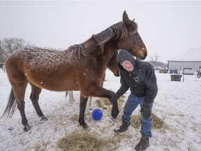 MONTREAL, QUE.: FEBRUARY 21, 2015 --  Rod Young grooms a rescued horse at, A Horse Tale, in Vaudreuil-Dorion Saturday, February 21, 2015. The shelter has "open houses" every Saturday for people to come by and see the dozen horses it has on hand, four of which are retired calèche horses from old Montreal.  (Peter McCabe / MONTREAL GAZETTE)
