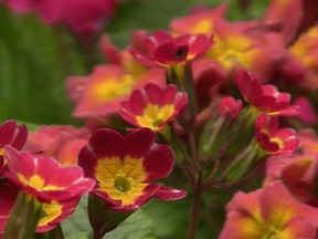 The Montreal Botanical Garden Through Four Seasons is the topic of a talk by Reggie D. Millette at a meeting of the Montreal West Horticultural Society on Monday.