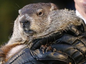Punxsutawney Phil, the weather prognosticating groundhog, is held by the gloved hands of handler Ron Ploucha during the 129th celebration of Groundhog Day on Gobbler's Knob in Punxsutawney, Pa., Monday, Feb. 2, 2015. (Associated Press)