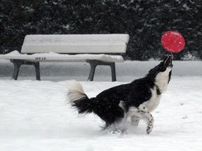 TOPSHOTS A dog plays with a ball in the Orangerie park covered in snow, on December 30, 2014 in Strasbourg, eastern France. Heavy snowfall brought both chaos and joy across Europe, created idyllic conditions for skiers in France, but also havoc for holidaymakers rushing to and from ski resorts for their end-of-year vacations.