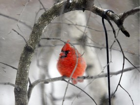 A cardinal perches beside a bird feeder in Montreal West in Montreal Wednesday, February 14, 2007. The city was hit with a heavy snowfall Wednesday. (THE GAZETTE/John Kenney)