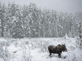 A moose makes its way through a snowy field near Lake Louise, Alta. on November 23, 2012. Alberta officials say the discovery of one moose with chronic wasting disease doesn't mean the infection could spread through the province's entire population of the animals.