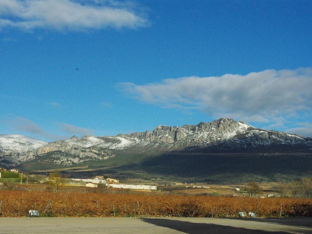 Bill Zacharkiw Discovering Albari O And Tempranillo Montreal Gazette   Autumn In Rioja Tempranillo Vines Await Another Growing Sea 