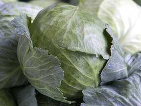 Quebec cabbage has good food value: shred it with carrots for an easy salad.