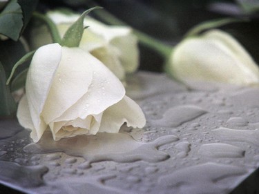 White roses on December 5, 1999 helped mark the inauguration of a monument  dedicated to the victims of the École Polytechnique massacre.