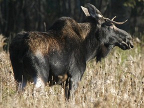 In this Oct. 16, 2006 file photo, a moose stands in a field in East Montpelier, Vt.