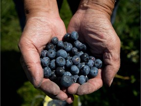 Howard Shimokura holds freshly picked blueberries after plucking them off bushes at Emma Lea Farms in Ladner, B.C., on Monday July 21, 2014.