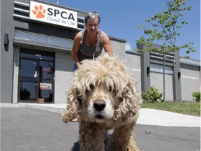 Ouest-de-l'Ile SPCA volunteer Francine Gingras takes a dog named  Woody for  a walk in Vaudreuil.