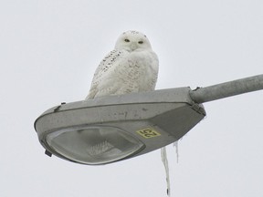 A snowy owl rests on a light standard near highway 13 and highway 40, near Trudeau Airport, on Jan. 6, 2015.