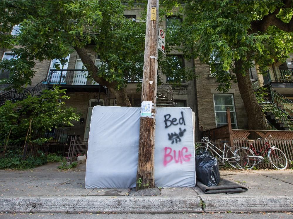 Bed bugs remain intractable problem in Montreal as new university year