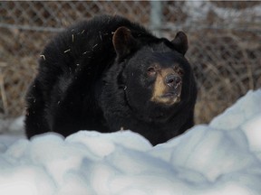 MONTREAL, QUE.: MARCH 12, 2012 -- Marge, one of the Ecomuseum's three black bears emerge from their winter den at the zoo in Set. Anne de Bellevue, west of Montreal, Monday, March 12, 2012.       (John Mahoney/THE GAZETTE)
