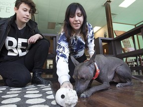 Gabrielle Aubin, right, and partner Caroline Lecorre with their dog Etrange at their Doggy Cafe in Montreal on Thursday March 12, 2015.