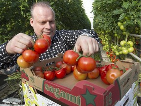MONTREAL, QUE.: MARCH 12, 2015 -- Stephane Roy president of  Les Serres Sagami, with cluster tomatoes in the greenhouses in Ste-Sophie on Thursday March 12, 2015. (Pierre Obendrauf / MONTREAL GAZETTE)