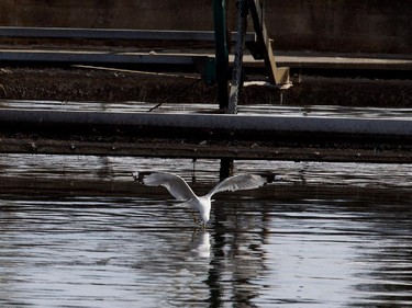 A seagull skims the surface water of a grit removal tank at the Montreal sewage treatment facility in Montreal on Monday March 23, 2015.