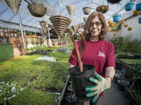 Lee Rathwell, assistant manager at Cramer Nursery in Ile Perrot shows a lily plant that was started in early March and can be planted in the garden after the threat of frost is over.