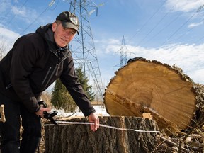 Denis Lemieux measures a tree that was felled by Hydro-Quebec workers on March 27 in Bois-de-Liesse nature park.