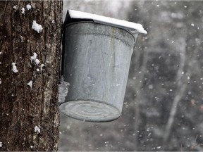 Snow falls as a maple syrup sap bucket hangs from a  maple tree Wednesday March 5, 2014 in Canterbury, N.H.