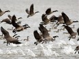 A flock of Canada geese take off from Lac St. Louis near the shore in Ste-Anne-de-Bellevue.