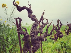 Great zinfandel at Ridge's Lytton Springs vineyard start with 100-year-old vines and having other grape varieties in the field.