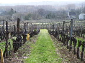 Cabernet franc vines in St-Nicolas-de-Bourgueil: in the Loire Valley, the grape is bottled alone; but in Bordeaux, it is blended with cabernet sauvignon and merlot.