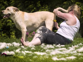 In this June 1, 2014 photo, Theresa Burgess, surrounded by clumps of fur, rakes out the undercoat of her dog Chester in her front yard on the South Hill in Spokane, Wash.