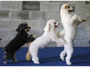 In this photo taken on Tuesday, April 22, 2014, several of the Olate performing dogs, from left, Loca, Copo and Toby, practice during a training session in Sorrento, Fla.