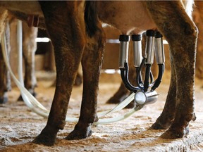 In this Tuesday, March 31, 2015 photo, a dairy cow is milked at the Straw Farm in Newcastle, Maine.