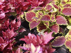 New coleus cultivars can tolerate sunny conditions — make sure to match the site to your plants' preferred growing conditions.