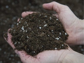 To determine when soil is dry enough for working, Alain Lussier, of Jasmin Nursery in Ville St-Laurent suggests pressing a handful between your palms. If the soil crumbles, it is OK to go ahead.