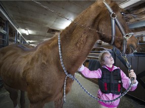 MONTREAL, QUE.: APRIL13, 2015 --  8 year old Luisa Zieglerova brushes Pheodore a 40 year old horse at Centre Equestre Le Club in Vaudreuil-Dorion Monday, April 13, 2015. (Peter McCabe / MONTREAL GAZETTE)
